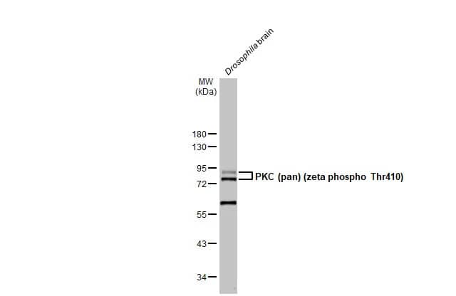pan PKC [p Thr410] Antibody (HL1279) - Azide and BSA Free