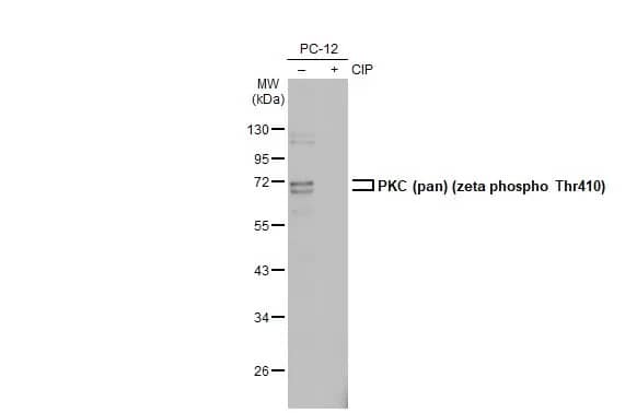 pan PKC [p Thr410] Antibody (HL1279) - Azide and BSA Free