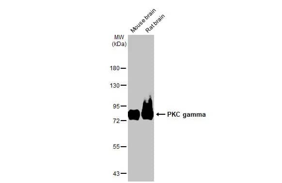 PKC gamma Antibody (HL2226) - Azide and BSA Free