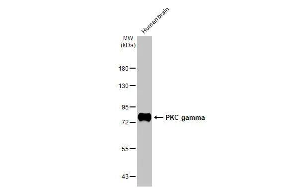 PKC gamma Antibody (HL2226) - Azide and BSA Free
