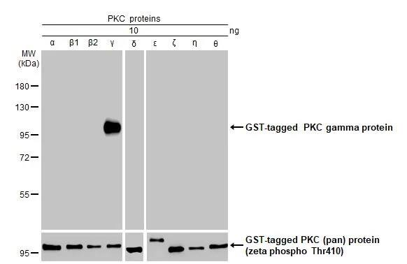 PKC gamma Antibody (HL2226) - Azide and BSA Free