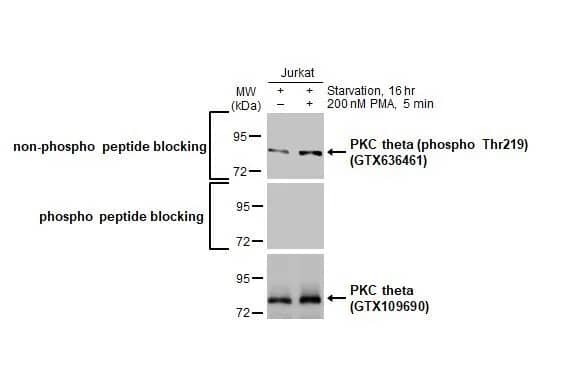 PKC theta [p Thr219] Antibody (HL1157) - Azide and BSA Free