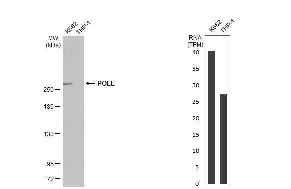 DNA Polymerase epsilon catalytic subunit A Antibody (HL2150) - Azide and BSA Free