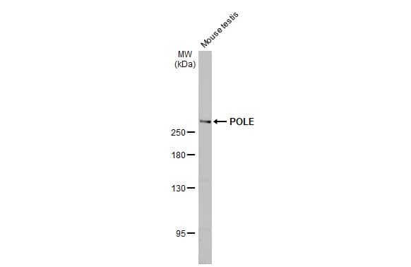 DNA Polymerase epsilon catalytic subunit A Antibody (HL2150) - Azide and BSA Free