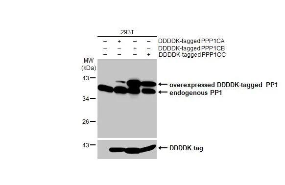 PP1 Antibody (HL1677) - Azide and BSA Free