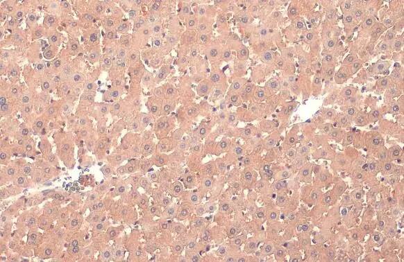 PP2A alpha Antibody (HL1447) - Azide and BSA Free