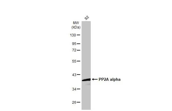 PP2A alpha Antibody (HL1447) - Azide and BSA Free