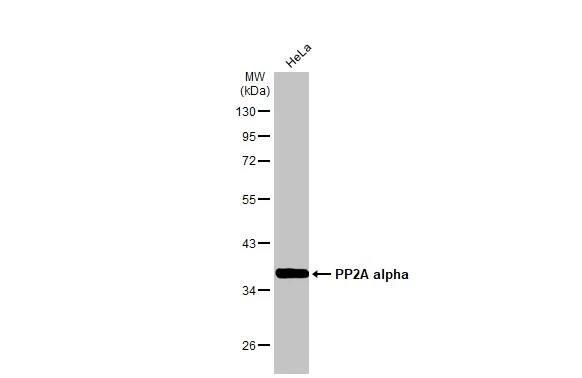 PP2A alpha Antibody (HL1447) - Azide and BSA Free