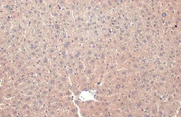 PP2A alpha Antibody (HL1447) - Azide and BSA Free