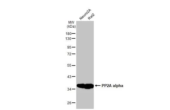 PP2A alpha Antibody (HL1447) - Azide and BSA Free