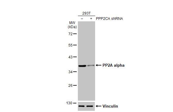 PP2A alpha Antibody (HL1447) - Azide and BSA Free