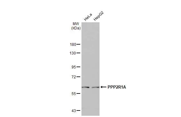 PPP2R1A Antibody (HL1781) - Azide and BSA Free