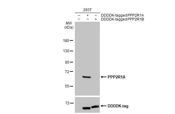 PPP2R1A Antibody (HL1781) - Azide and BSA Free