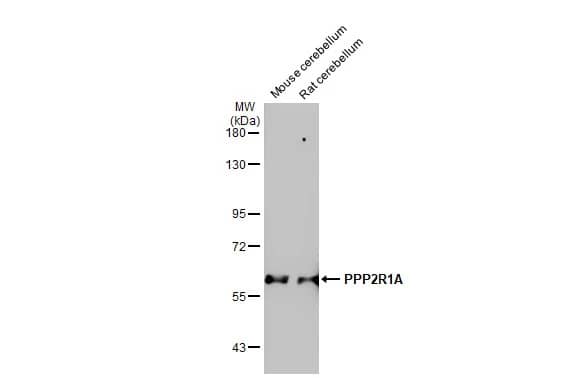 PPP2R1A Antibody (HL1781) - Azide and BSA Free