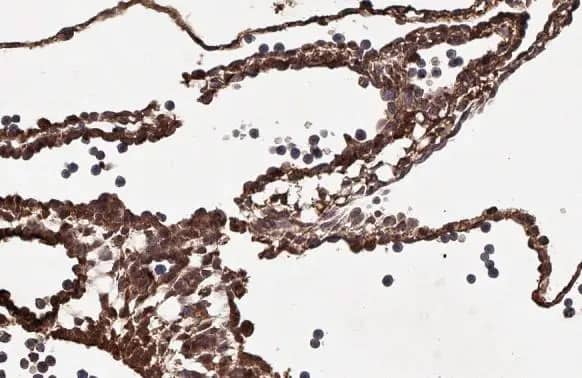 MBP-1 Antibody (HL2547) - Azide and BSA Free