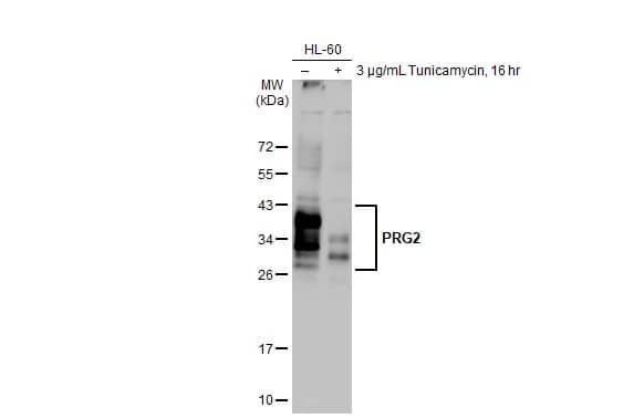 MBP-1 Antibody (HL2547) - Azide and BSA Free