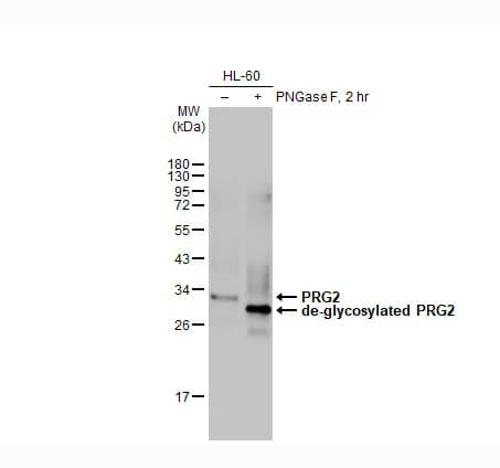 MBP-1 Antibody (HL2547) - Azide and BSA Free