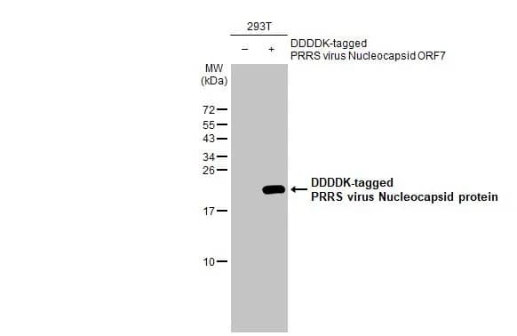 PRRSV Nucleocapsid Antibody (HL1901) - Azide and BSA Free