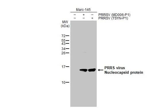 PRRSV Nucleocapsid Antibody (HL1901) - Azide and BSA Free