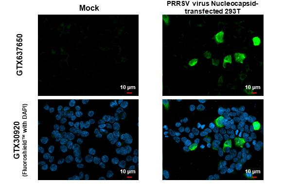 PRRSV Nucleocapsid Antibody (HL1901) - Azide and BSA Free