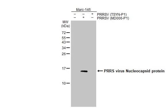 PRRSV Nucleocapsid Antibody (HL2046) - Azide and BSA Free