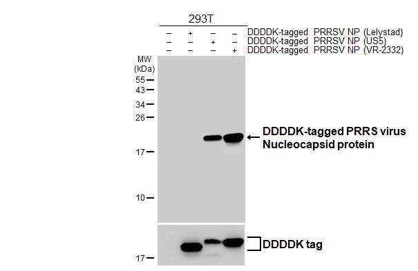 PRRSV Nucleocapsid Antibody (HL2046) - Azide and BSA Free