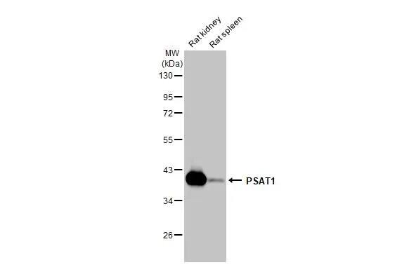 PSAT1 Antibody (HL2270) - Azide and BSA Free