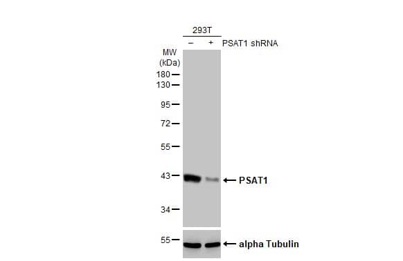 PSAT1 Antibody (HL2270) - Azide and BSA Free