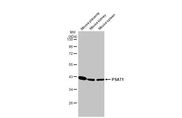 PSAT1 Antibody (HL2270) - Azide and BSA Free