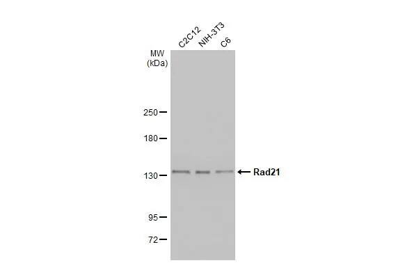 Rad21 Antibody (HL2171) - Azide and BSA Free