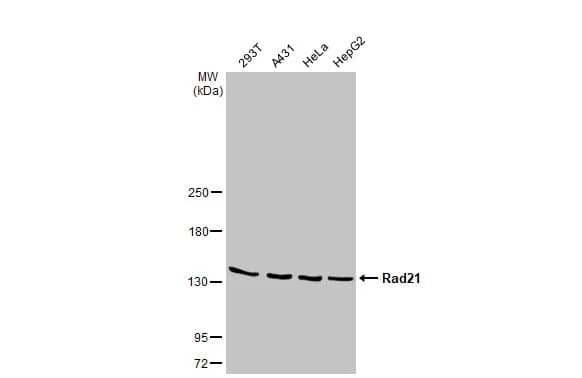 Rad21 Antibody (HL2171) - Azide and BSA Free