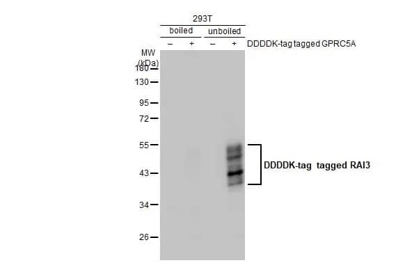 GPRC5A/RAI3 Antibody (HL1864) - Azide and BSA Free