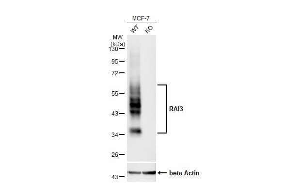 GPRC5A/RAI3 Antibody (HL1864) - Azide and BSA Free