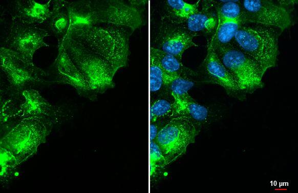 GPRC5A/RAI3 Antibody (HL1864) - Azide and BSA Free