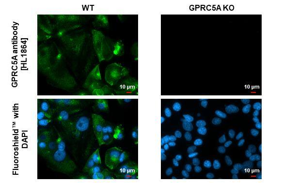 GPRC5A/RAI3 Antibody (HL1864) - Azide and BSA Free