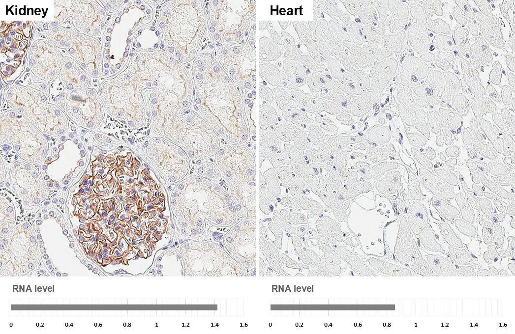 GPRC5A/RAI3 Antibody (HL1864) - Azide and BSA Free