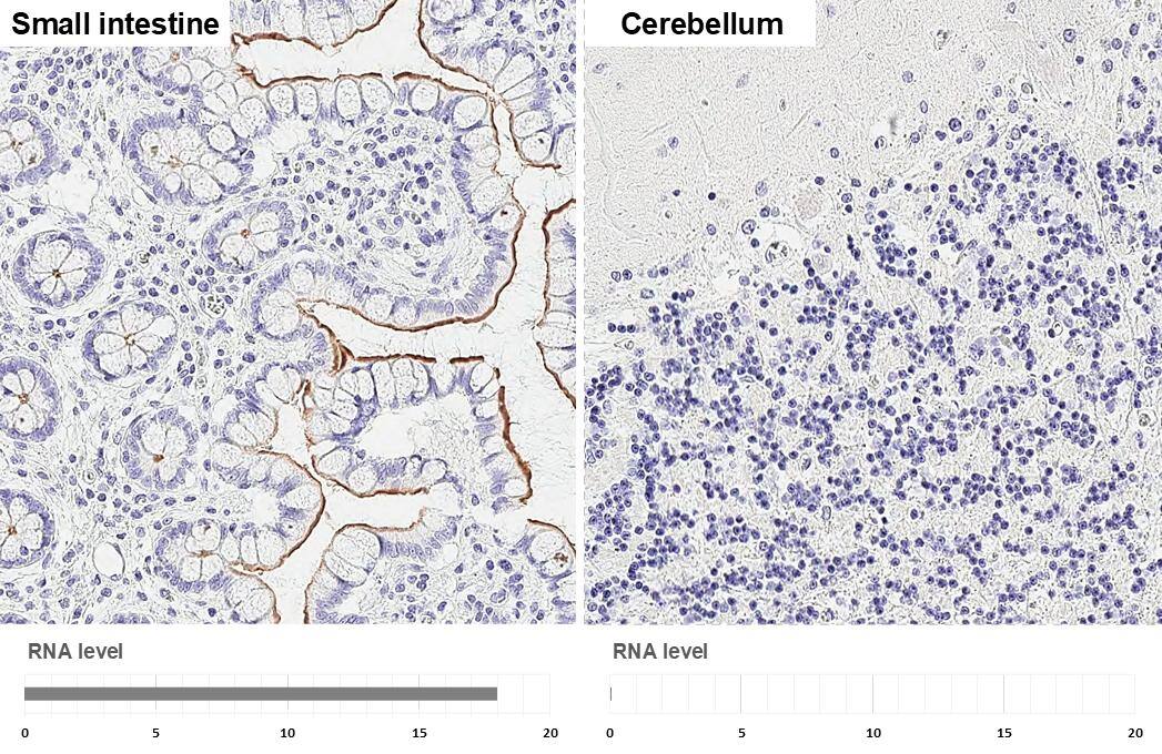GPRC5A/RAI3 Antibody (HL1864) - Azide and BSA Free