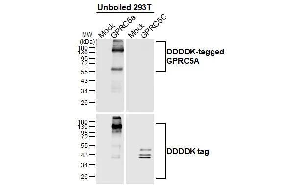 GPRC5A/RAI3 Antibody (HL1864) - Azide and BSA Free