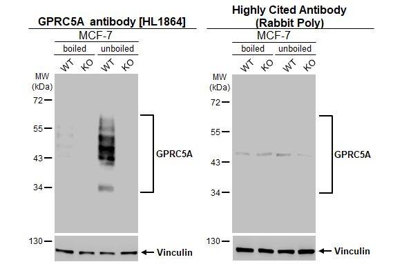 GPRC5A/RAI3 Antibody (HL1864) - Azide and BSA Free