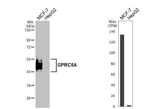 GPRC5A/RAI3 Antibody (HL1864) - Azide and BSA Free