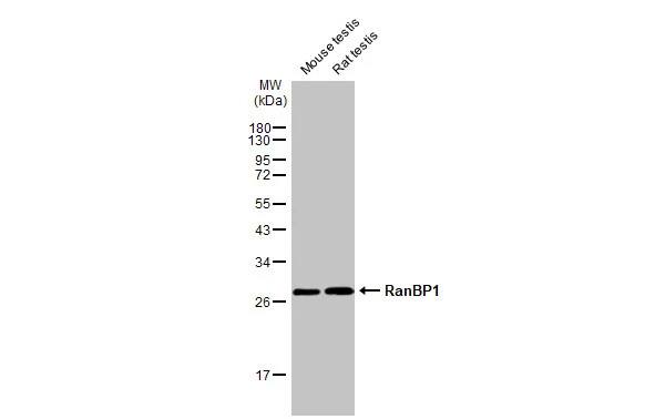 RanBP1 Antibody (HL2358) - Azide and BSA Free