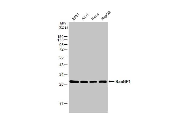 RanBP1 Antibody (HL2358) - Azide and BSA Free