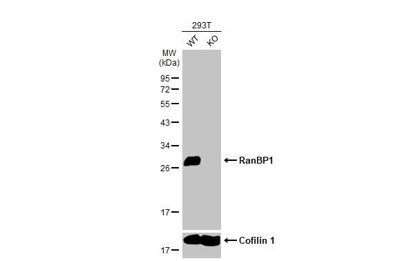 RanBP1 Antibody (HL2358) - Azide and BSA Free