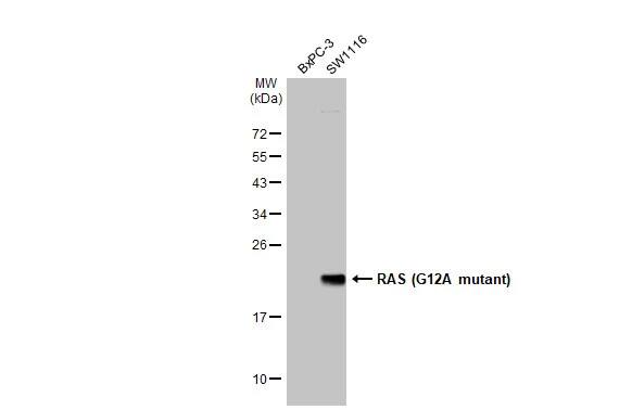 Ras Antibody (HL1153) - G12A Mutant - Azide and BSA Free