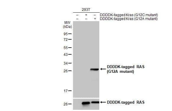 Ras Antibody (HL1153) - G12A Mutant - Azide and BSA Free