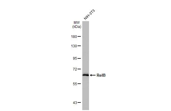 RelB Antibody (HL2222) - Azide and BSA Free