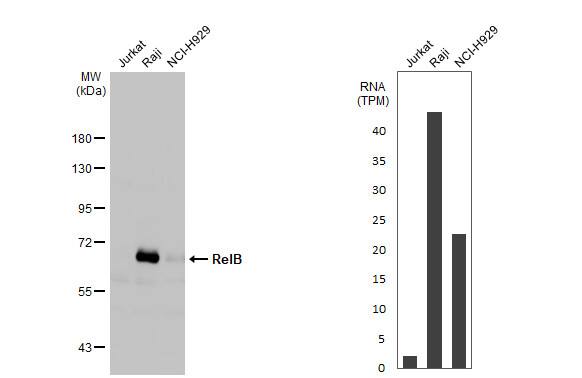 RelB Antibody (HL2222) - Azide and BSA Free