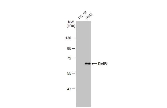 RelB Antibody (HL2222) - Azide and BSA Free