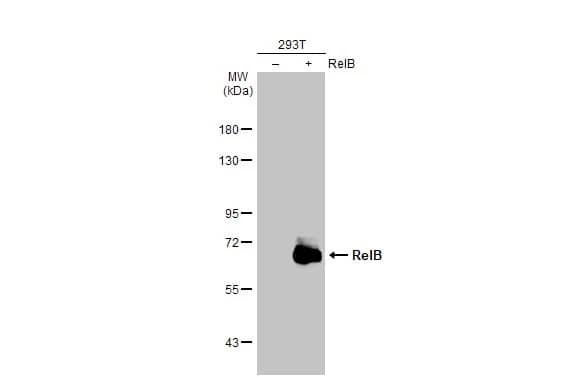 RelB Antibody (HL2222) - Azide and BSA Free