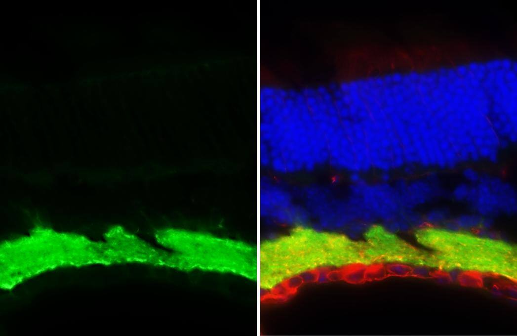 GAT-1/SLC6A1 Antibody (HL3475)